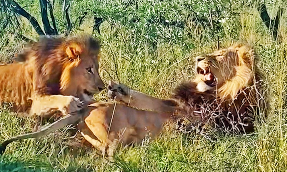 Watch: Flat tire leads to ‘once-in-a-lifetime’ sighting of lion stalking lion