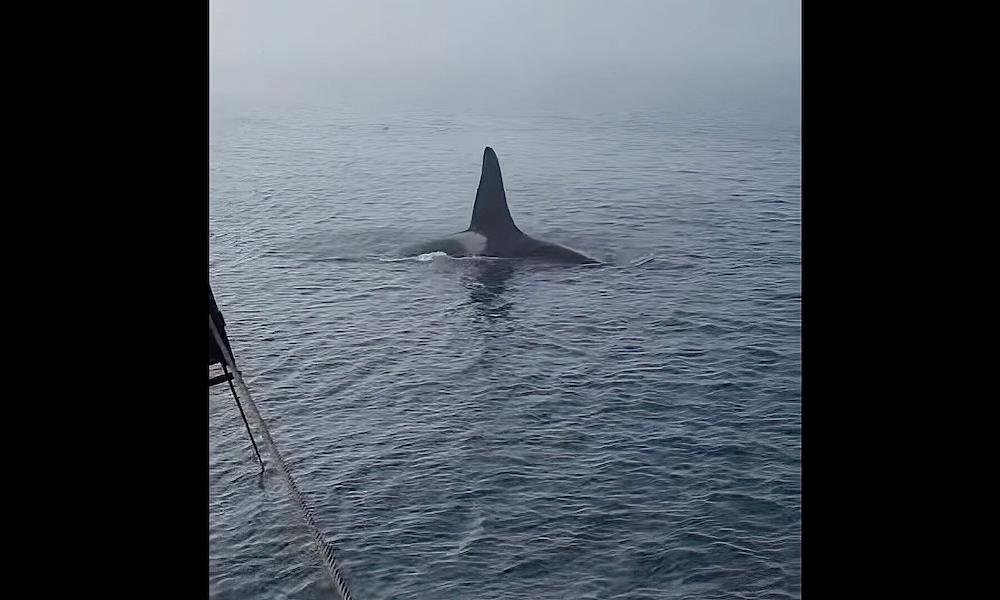 Surreal footage shows rare orca encounter off Cape Cod