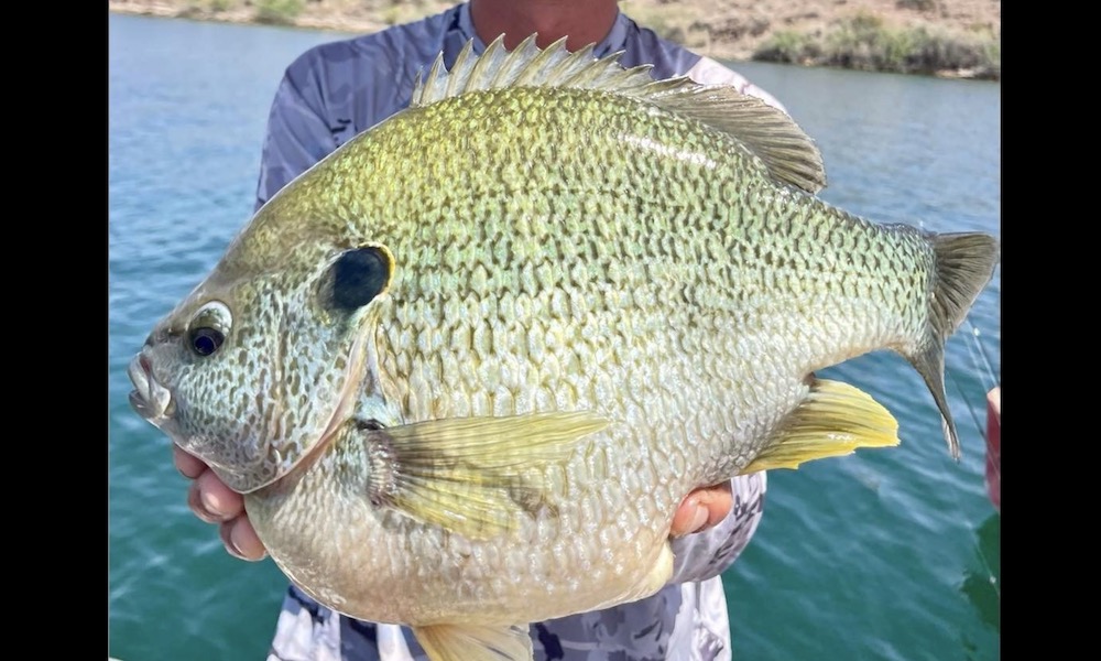 Light-tackle angler lands massive ‘freak of nature’ sunfish