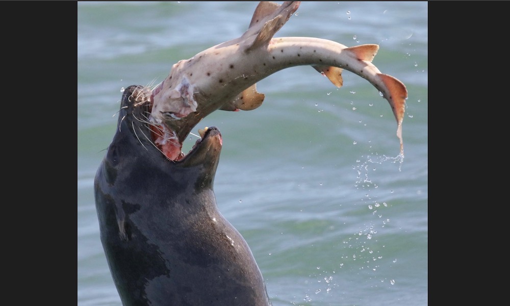 Sea lions devouring sharks – even large sharks – captured in photos