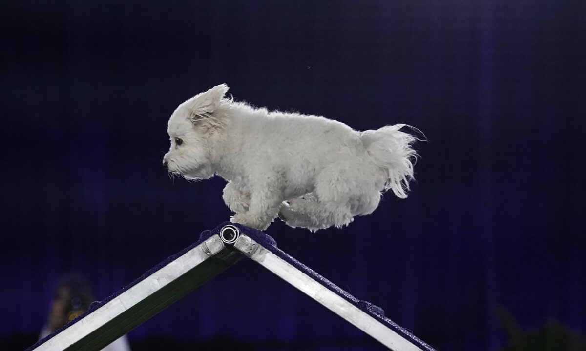 Best images from Master Agility Championship at Westminster Dog Show