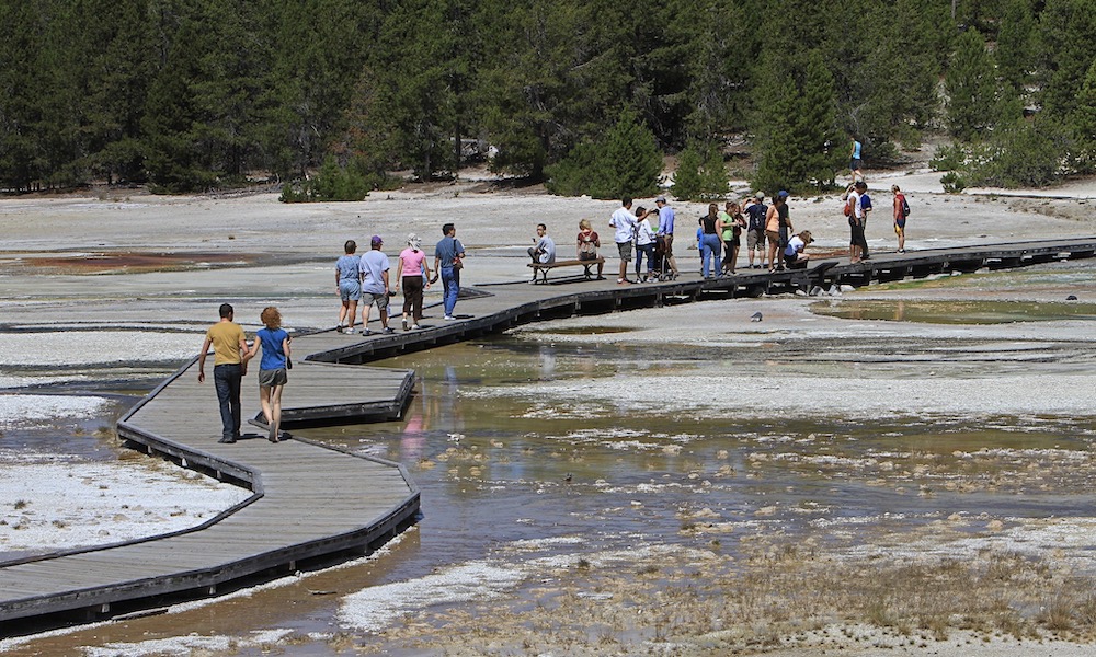 Yellowstone to reopen more of the park as bison incidents mount