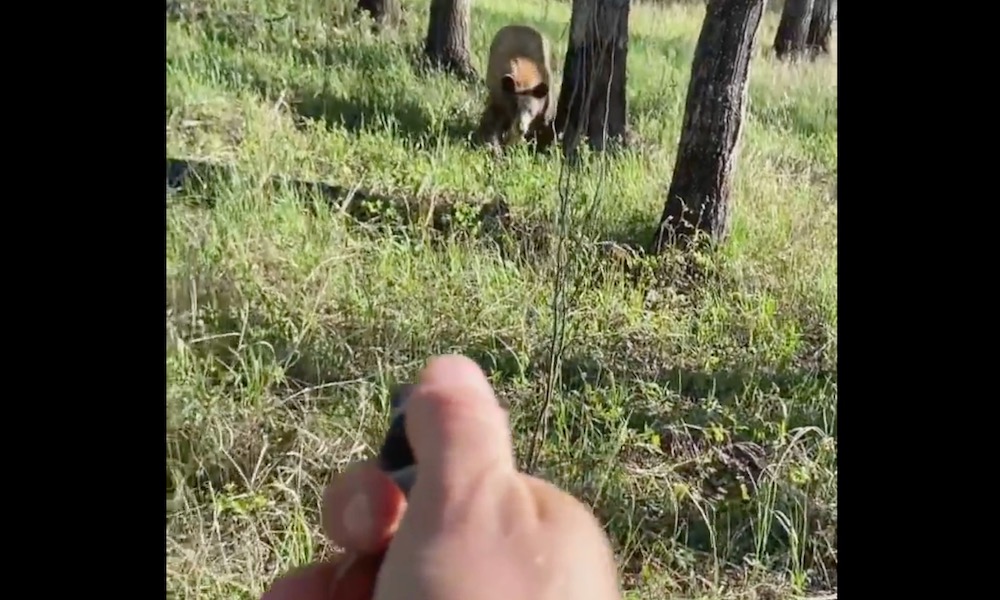 Watch: Man pursued by bear forced to use bear spray