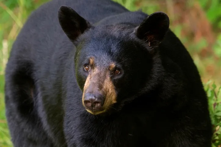 Big black bear takes a stroll through a Florida golf course community