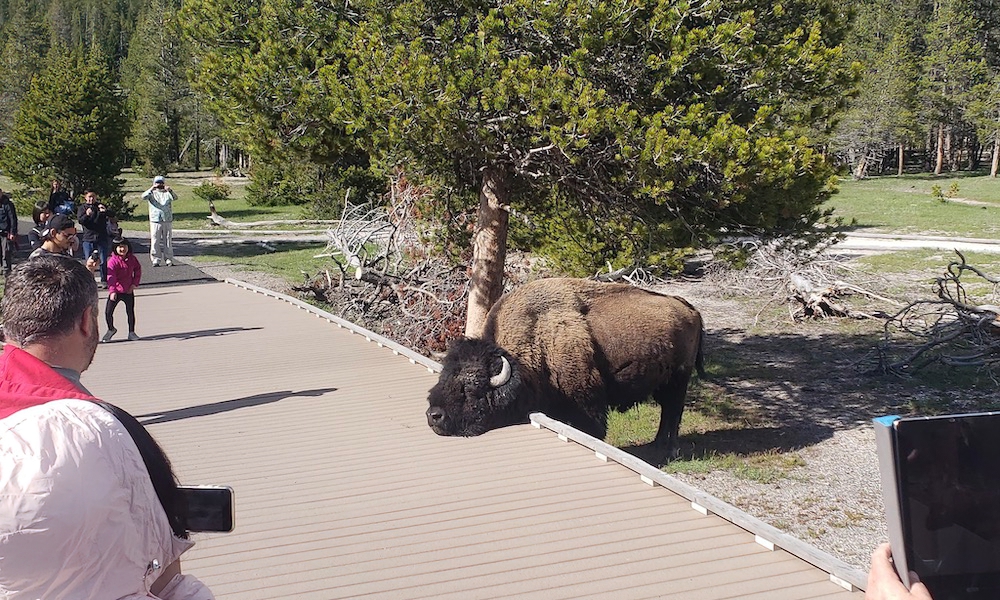 Yellowstone bison rests head on boardwalk and, yes, it’s a scene
