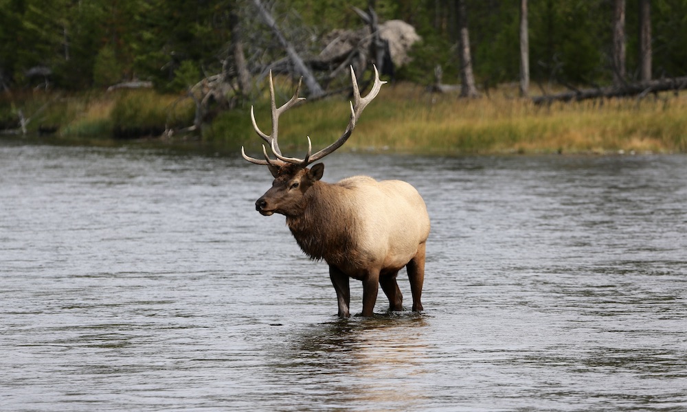 Elk poachers nabbed after ‘suspicious’ photo appears online