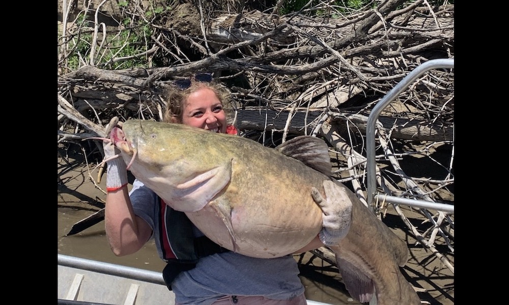Massive, near-record catfish ‘still out there’ for Iowa anglers