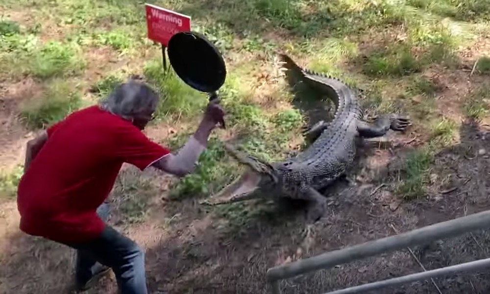 Watch: Charging crocodile is sent fleeing by a frying pan