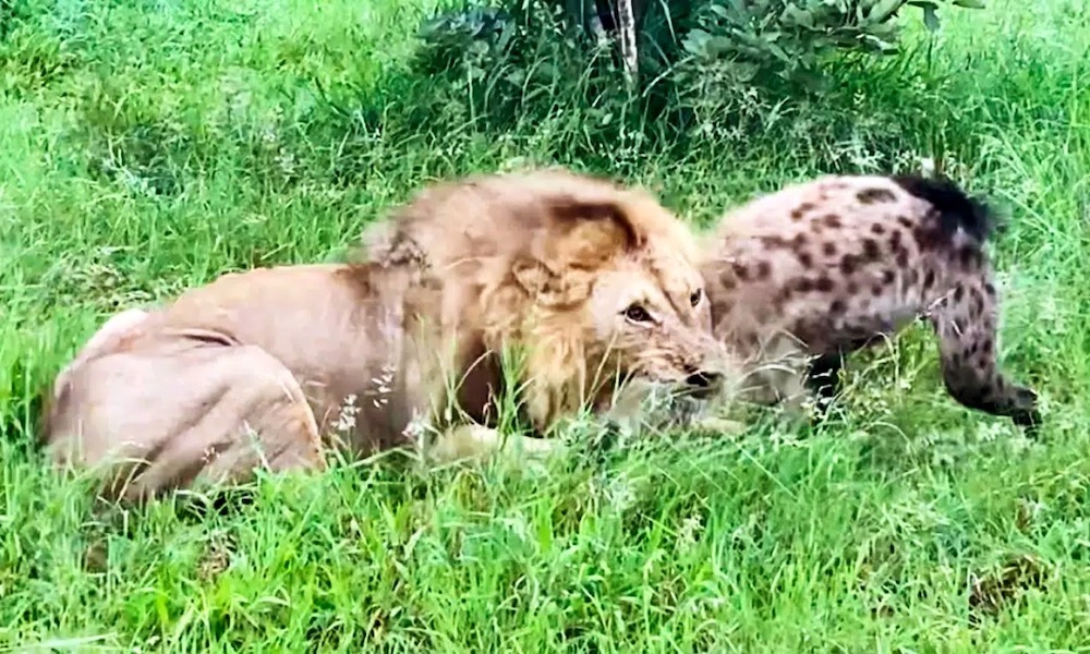 Watch: Hyena defies odds by escaping lion’s grip