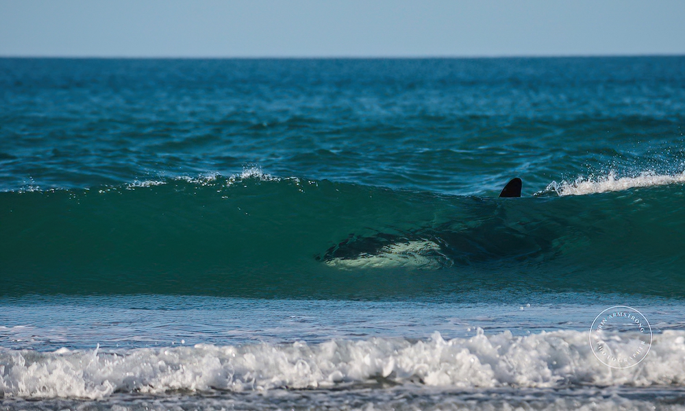 Photos: New Zealand orcas hit the surf in pursuit of prey
