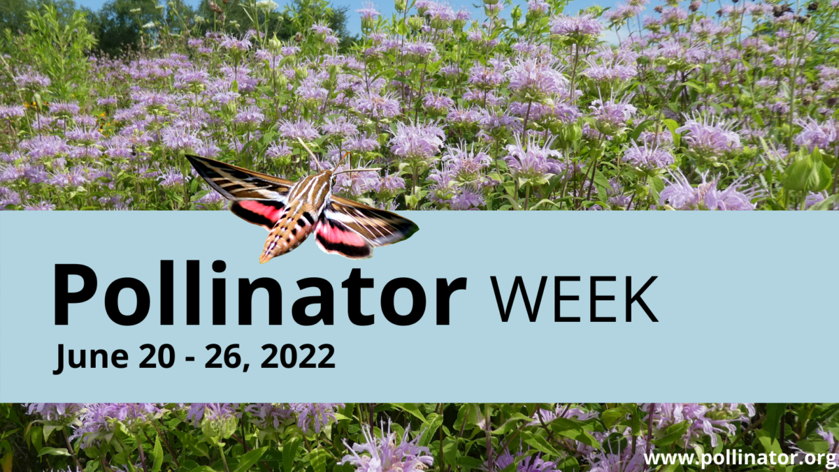 It’s Pollinator Week, and there are tons of meaningful ways you can help