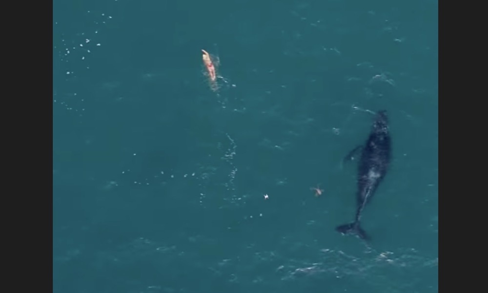Watch: Humpback whale follows closely behind swimmer