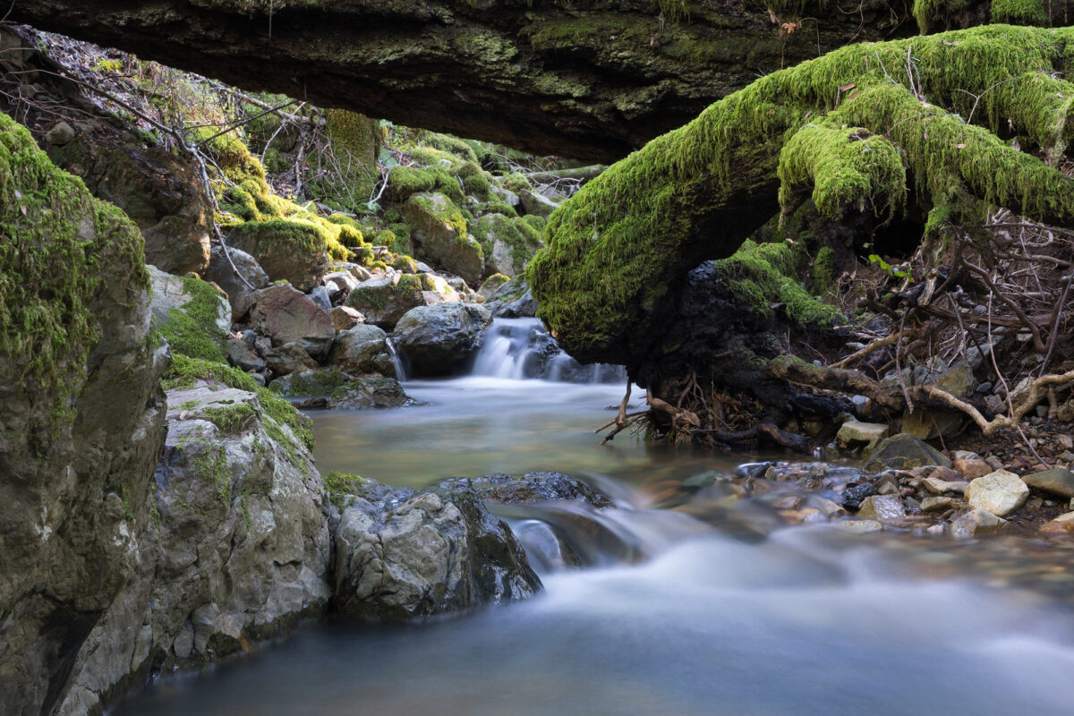 Take a virtual hike through Mount Tamalpais State Park with these 7 photos
