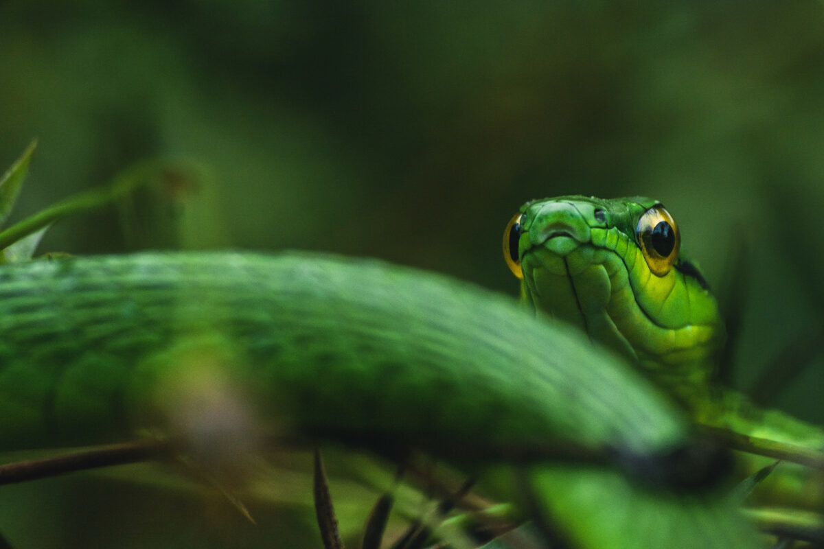 Celebrate Snake Day with these 7 sensational snake pictures