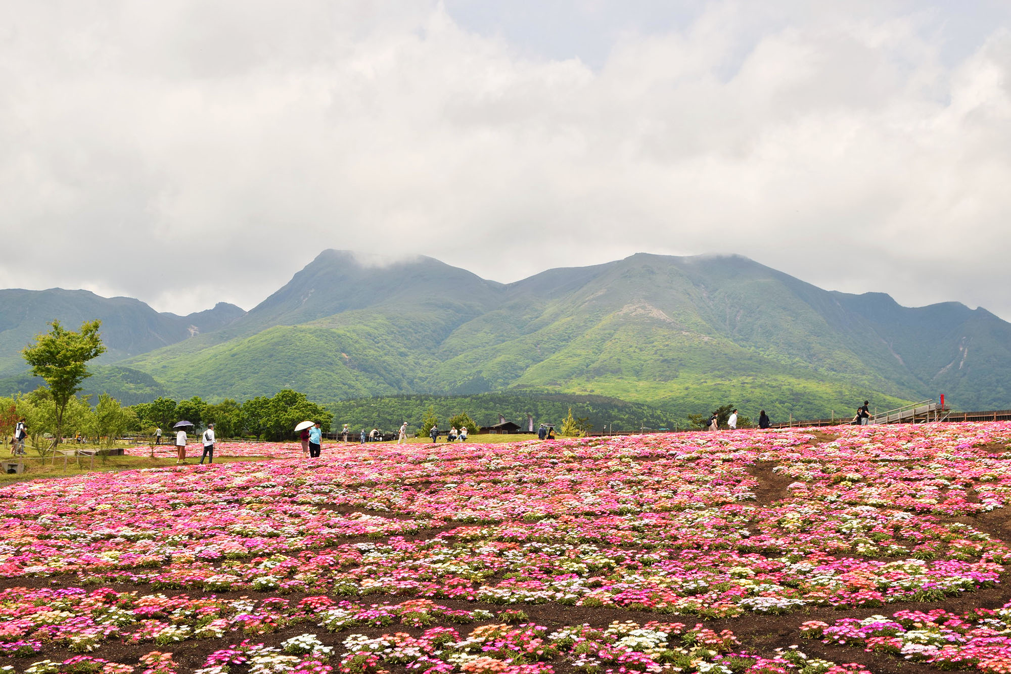 A field of pink flowers in front of a mountain.