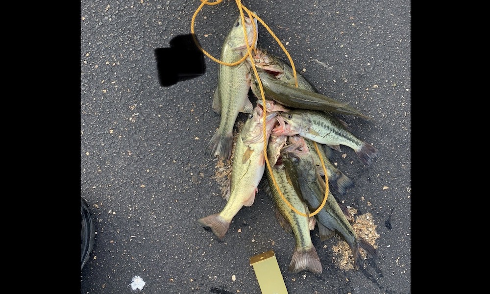 Warden not buying angler’s odd excuse for illegal bass catch