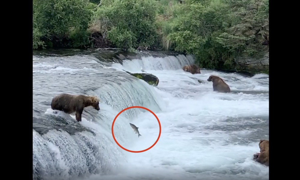 Watch: Fishing bear positions itself perfectly for ‘the catch’
