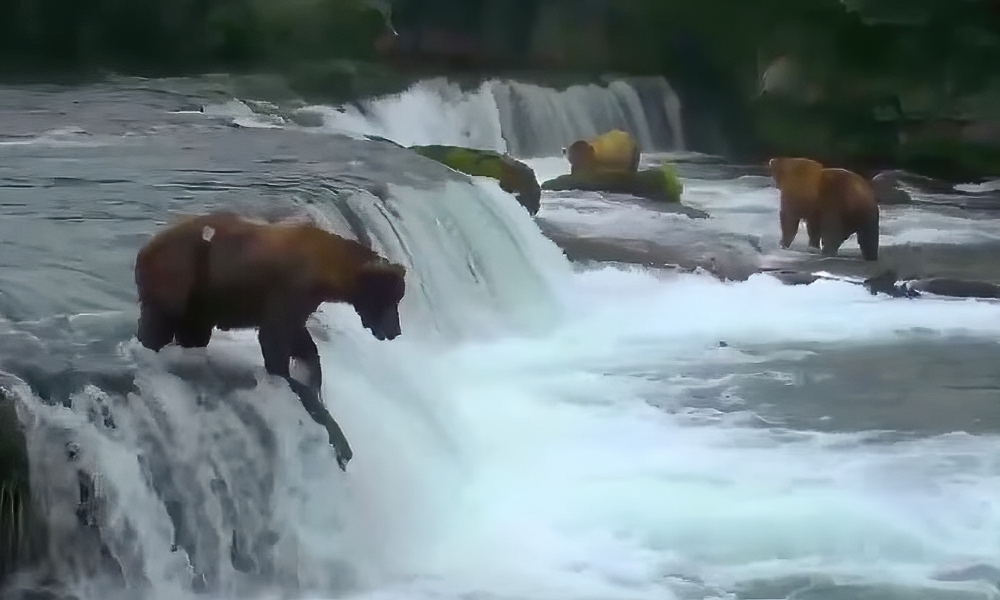 Watch: Huge bear lands perfect bellyflop at waterfall