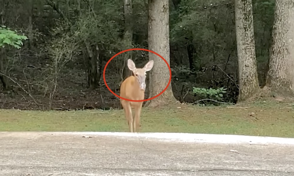 Watch: Deer with plastic bottle on snout tranquilized, rescued