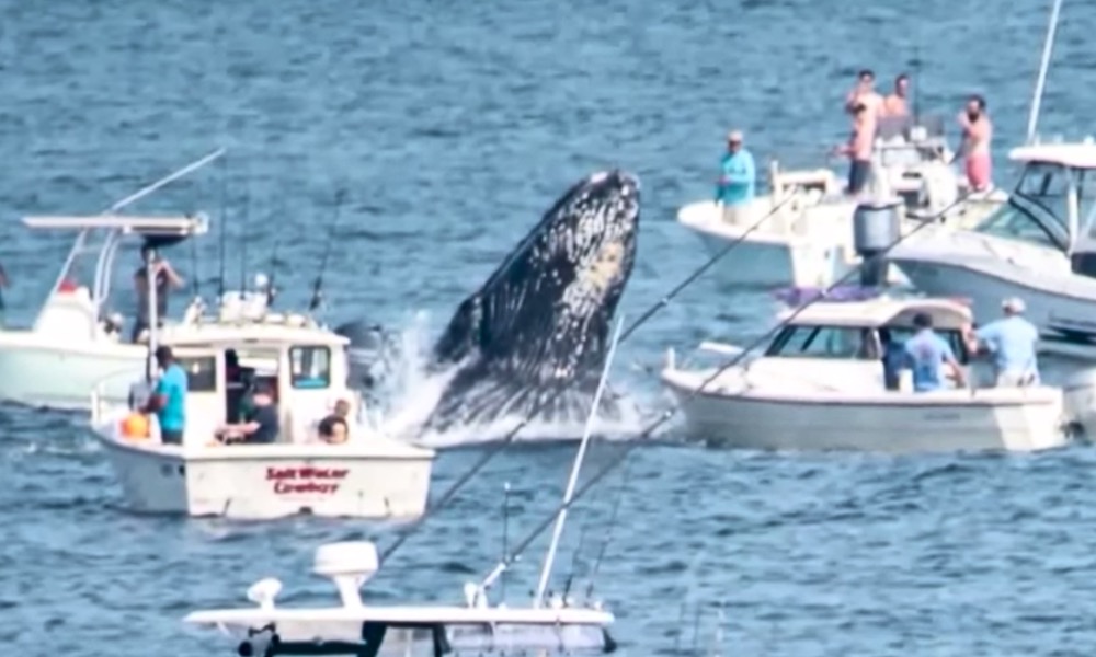 Watch: Feeding whale lands on fishing boat in dangerous encounter