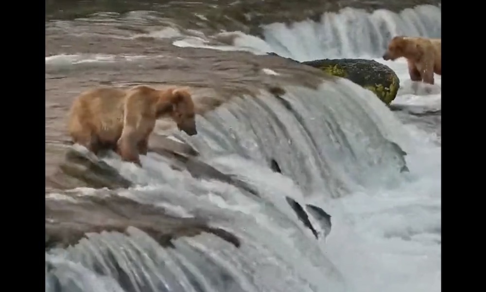 Watch: Bear slips down waterfall, salmon leaps over bear