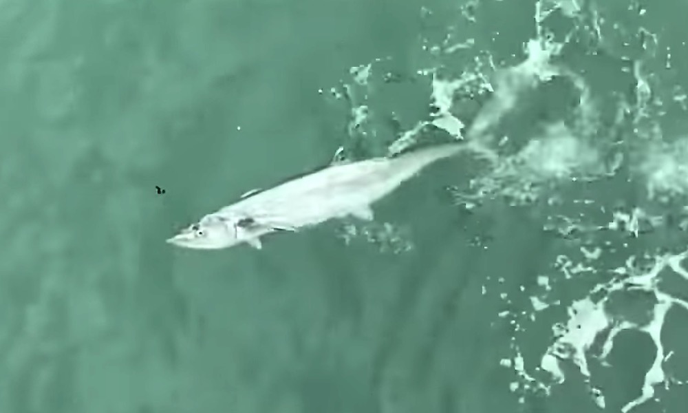 Watch: Fisherman loses huge king mackerel to bull shark