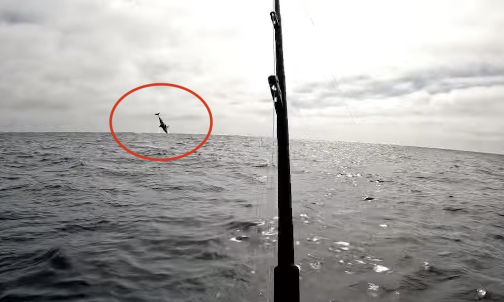 Watch: Mako shark goes ballistic after taking hookless bait