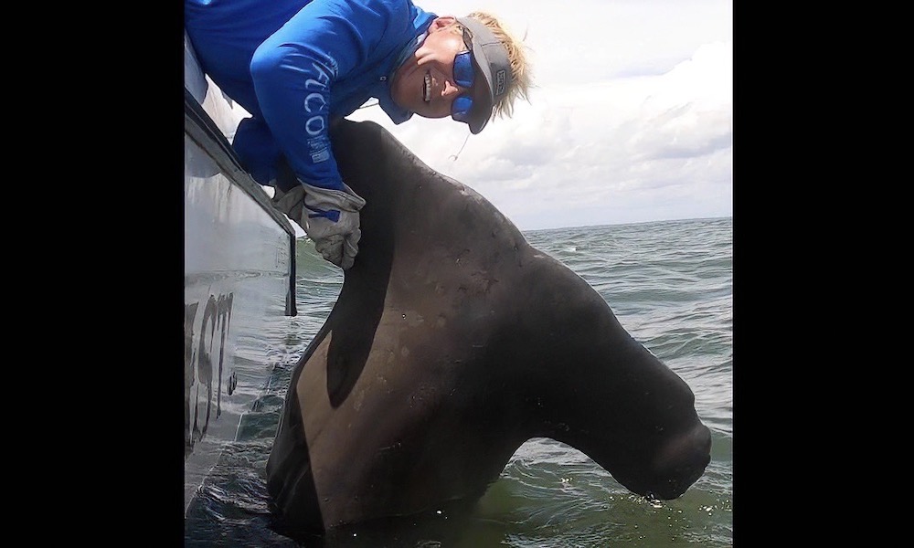 Record size hammerhead shark released out of respect