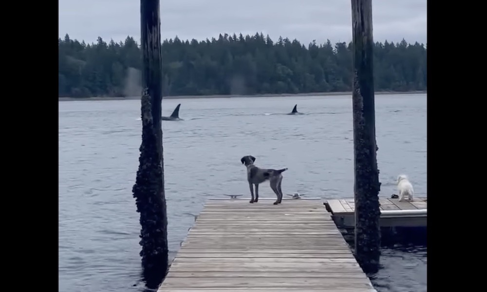 Dogs ‘have some things to say’ to orcas swimming past dock