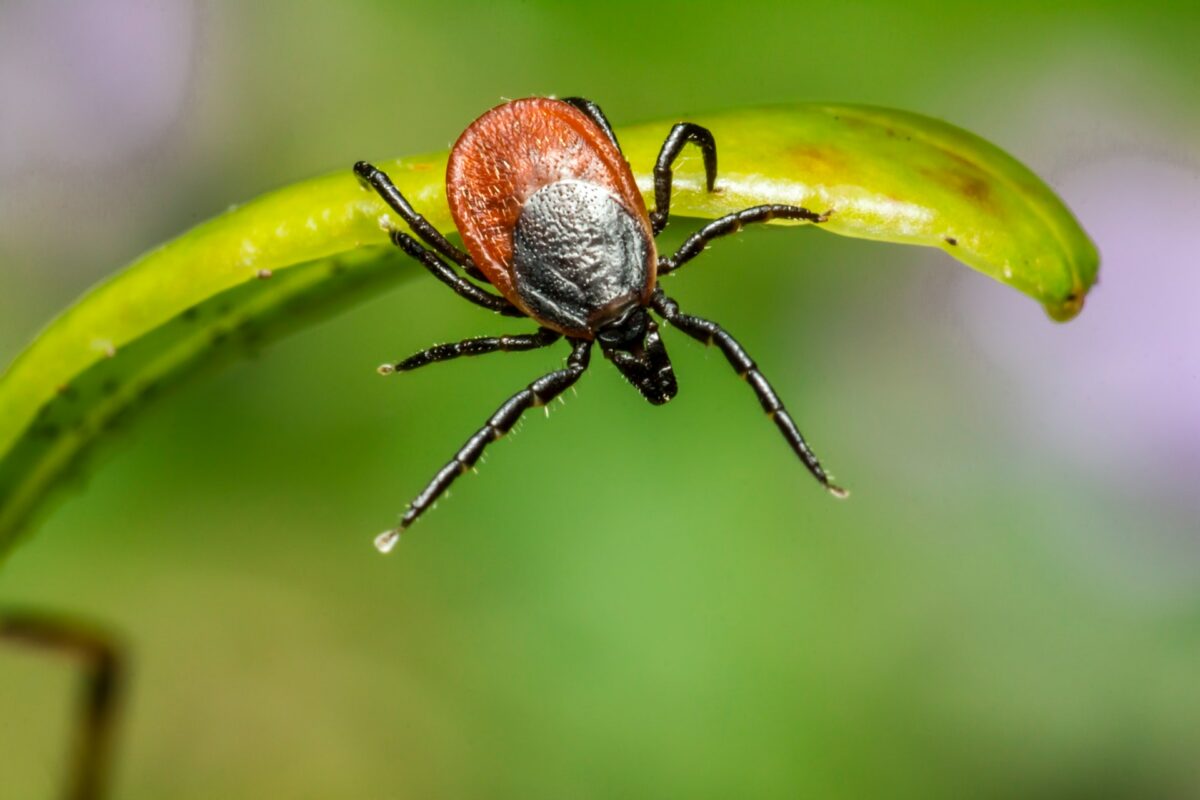 Don’t panic, but there’s a tick-borne disease spreading across the US