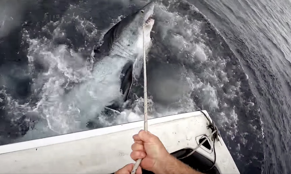 Watch: Ferocious mako shark, fisherman engage in tug of war