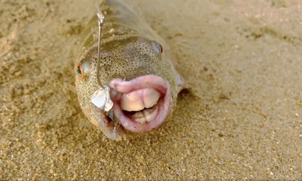 Angler in Mexico lands mystery fish ‘with human teeth’