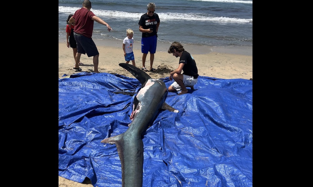 Large shark washes ashore on Southern California beach
