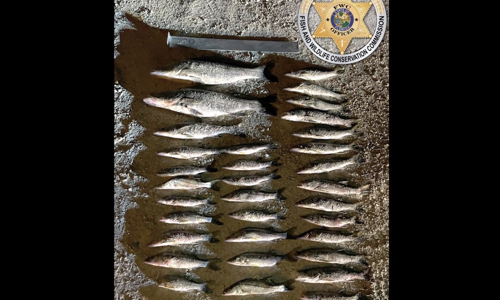 Snook poacher nabbed after an attempt to ‘slip away’