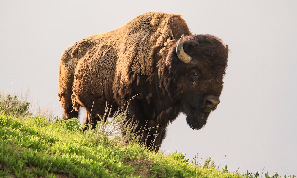 Watch: Yellowstone bison strolls by Old Faithful with perfect timing