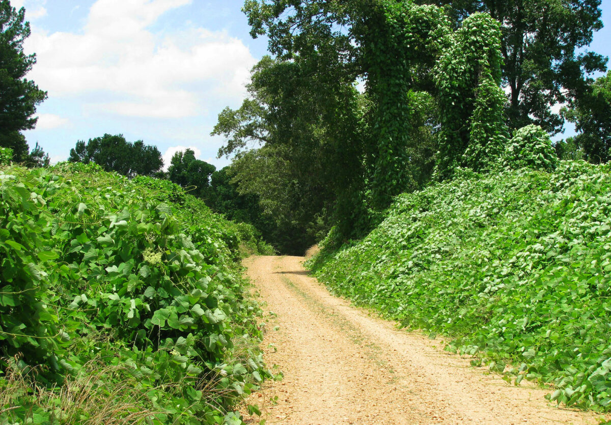 Find the beauty in kudzu, the South’s most infamous plant