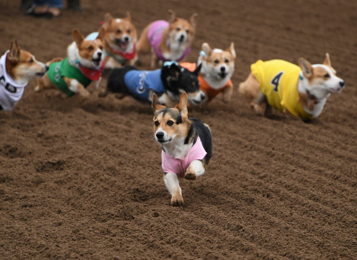 Corgi racing continues to be, by far, the best ESPN The Ocho thing and everyone agrees