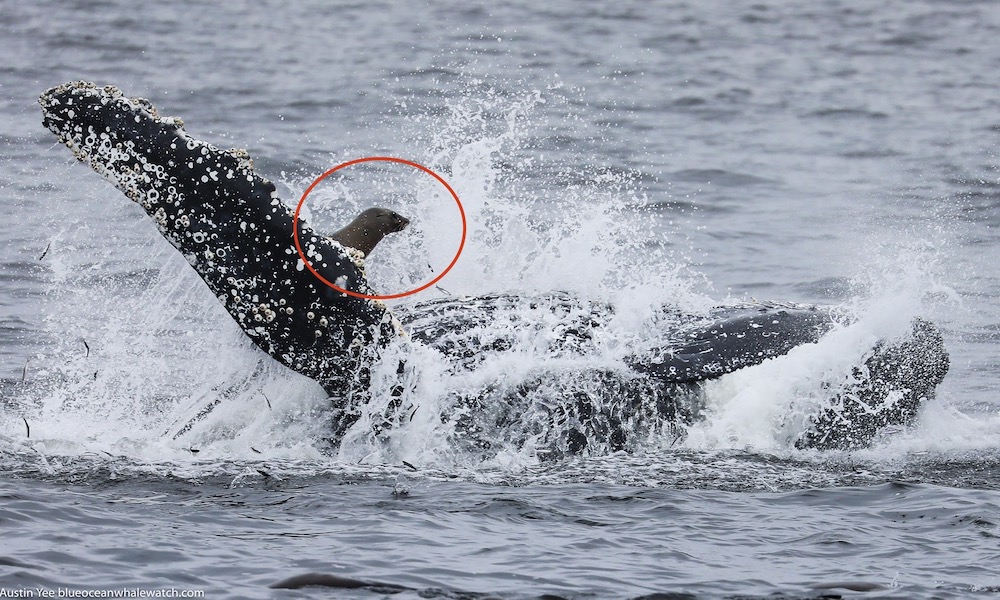 Humpback whale picks up unintended passenger; photos