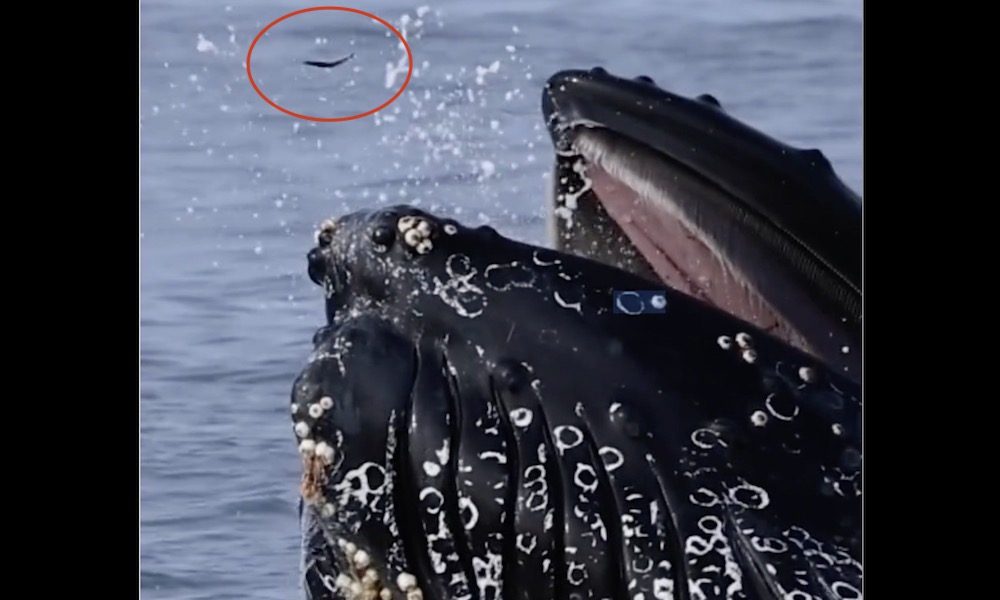 Watch: ‘Luckiest anchovy in the world’ escapes voracious whale