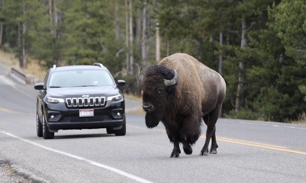 Watch: Yellowstone bison, feeling ornery, headbutts vehicle