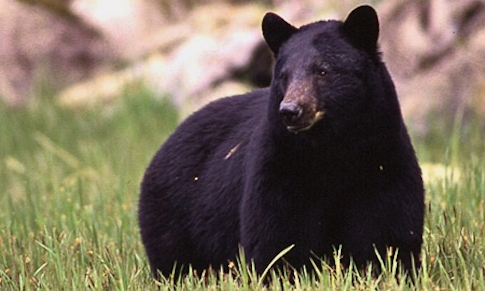 Bear strikes tourist in Alaska in ‘extremely rare’ city encounter