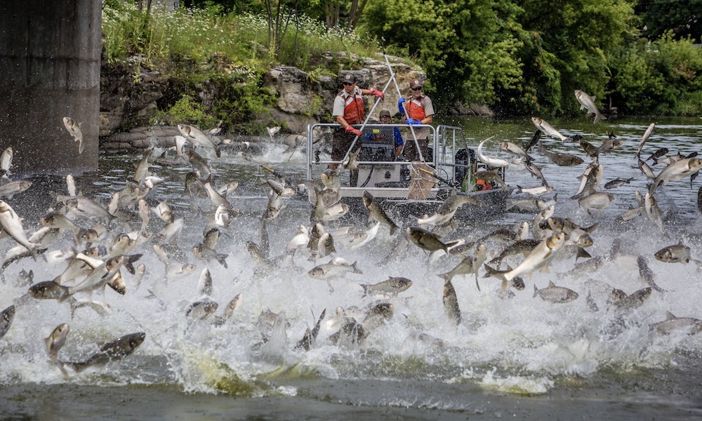 Massive flying carp frenzy triggered by researchers