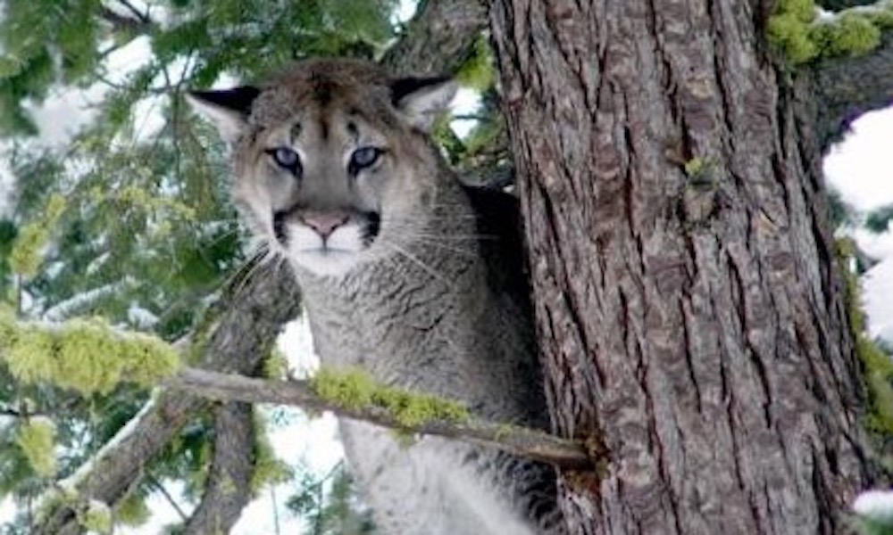 Man ‘played chicken’ with a cougar in Olympic National Park, and won