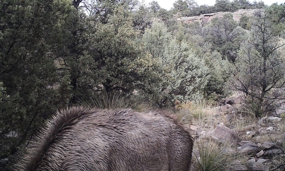 Viewers challenged to spot mountain lion hiding in arroyo