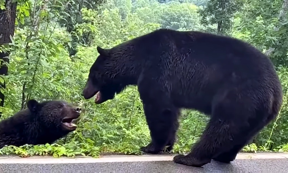 Watch: Fighting bears resemble WWE combatants, but really mean it