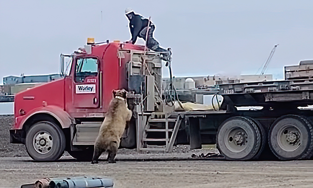 Watch: Grizzly bear chases oil-field worker onto cab of truck