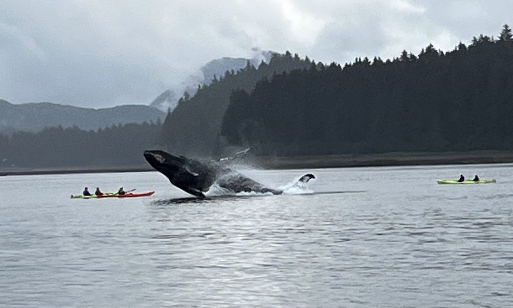 Breaching whale’s ‘shock wave’ generates chaos for kayakers