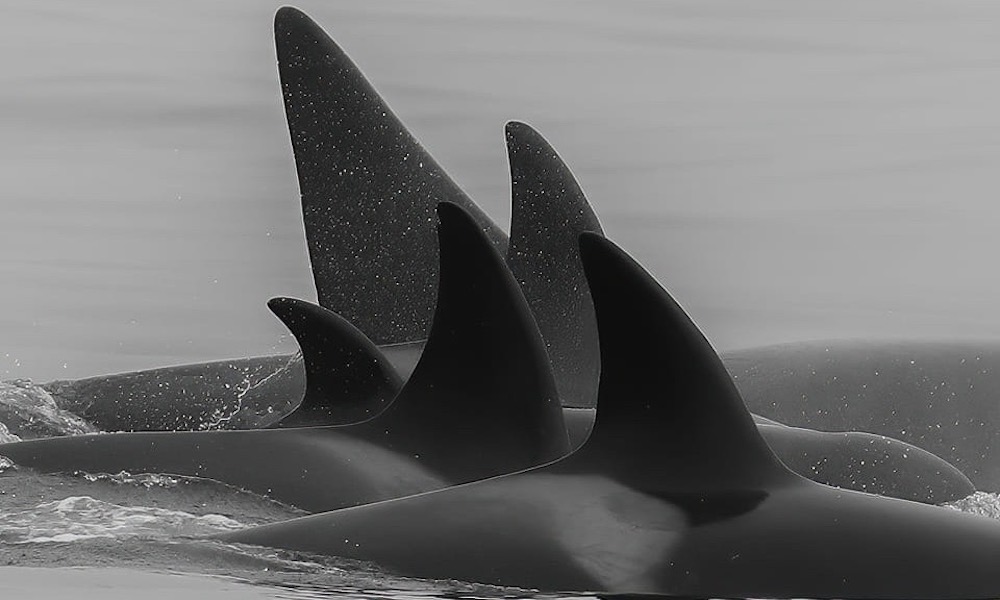 Orcas line up perfectly for family portrait in ‘awesome moment’