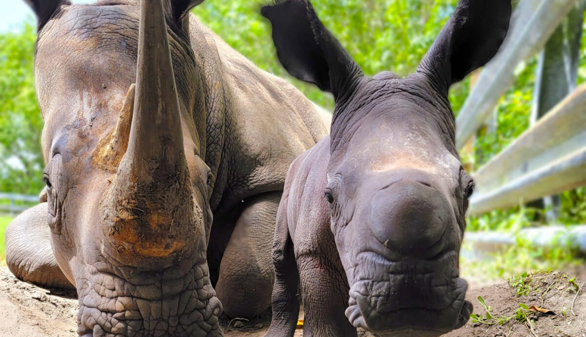A ‘rare’ baby rhino just arrived at Florida’s Lion Country Safari