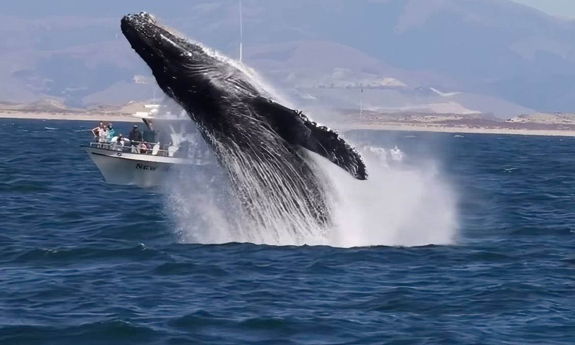 Watch: Breaching humpback whale makes boat ‘disappear’